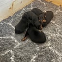 English Toy Terrier