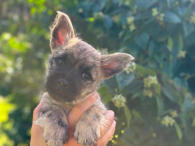 Cairn terrier