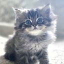 Ragchilla