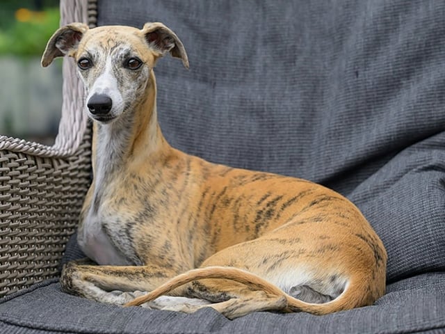 OakLight Whippets