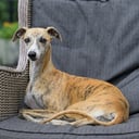 Whippet
