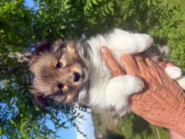Shetland sheepdog