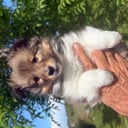 Shetland sheepdog