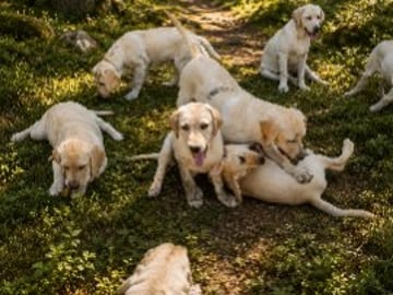 Labrador retriever · Hörby · Monika H.