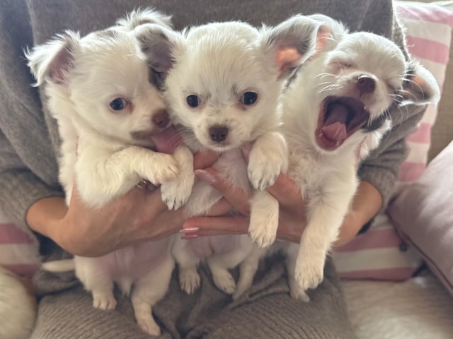 Chihuahua · Nacka · Andréa Fleischer
