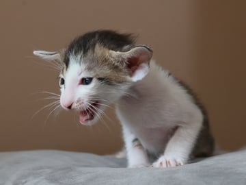 Oriental Adore Cattery