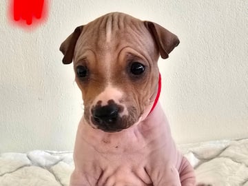 Esther