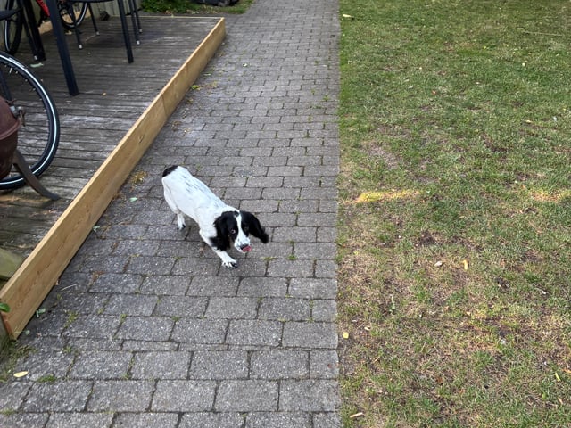 Cocker spaniel · Silkeborg · Casper B.