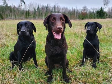 Storåns kennel