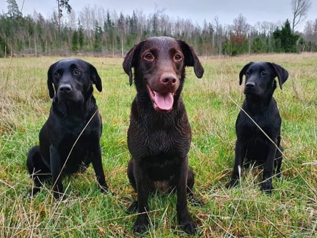 Storåns kennel