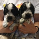 Cocker spaniel