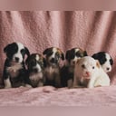 Chinese crested dog