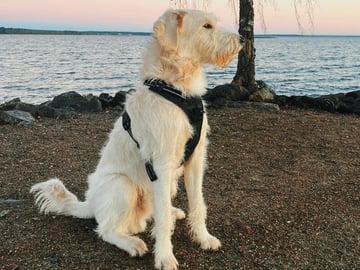 Smith Labradoodles