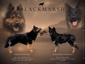 Blackmarsh