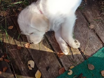 Dolly