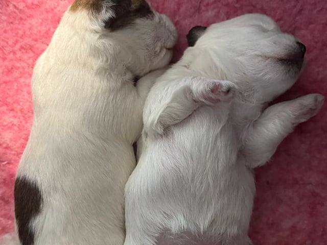 Jack Russel valpar på Kennel Pain-Riche’s