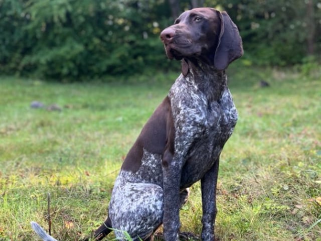 Vorstehhund
