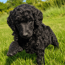Standard Poodle