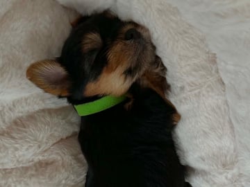 Yorkshire terrier · Brande · Elin N.
