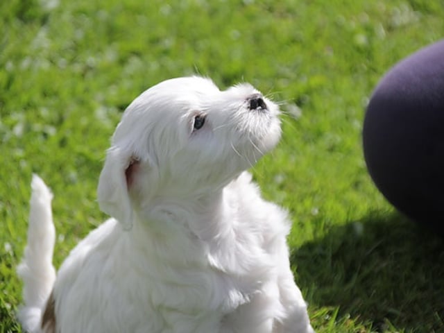 Tibetansk terrier · Halden · Lena Mari Fjeld