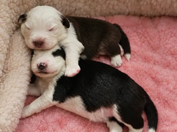 Miniature american shepherd · Son · Bente Andersen