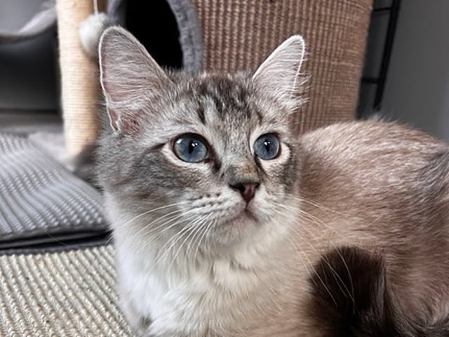 Ragdoll kattunge med Sverak stamtavla