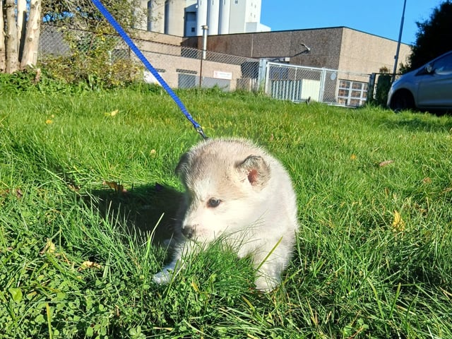 Husky valper