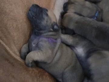 Boergarden boerboels