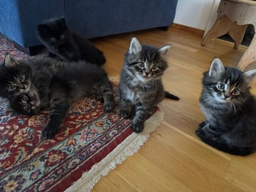 50 % sibirisk katt · Frösön · Karolin H.