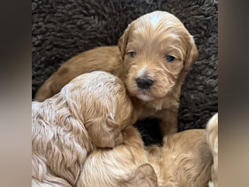 Labradoodle · Vänge · Vanessa W.