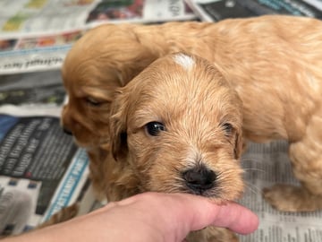 Labradoodle · Vänge · Vanessa W.