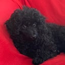 Miniature Poodle