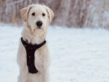 Smith Labradoodles
