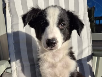 Zorro