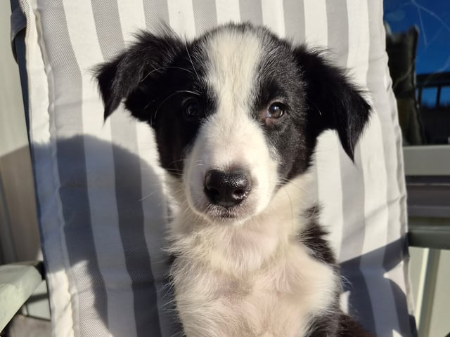 Puppy: Zorro