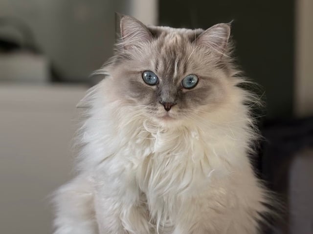 Ragdoll · Växjö · Sofia Å.