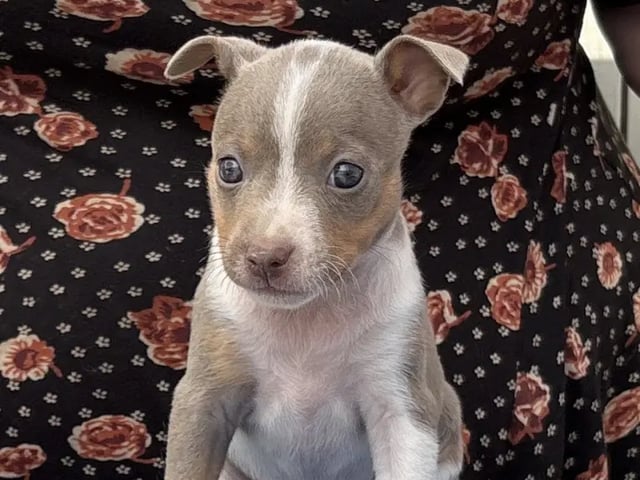 American Hairless Terrier