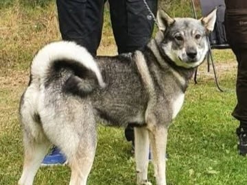 Eldsjöns Kennel