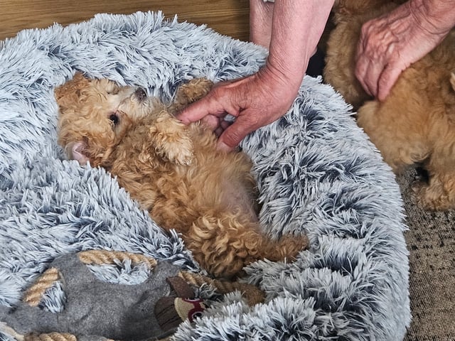 Blandras Dvärg pudel/ Bichon Havanais · Höör · Carola J.