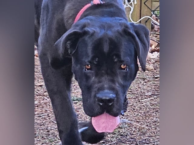 Hund: Annicanina's Tradycza
