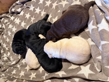 Labrador retriever · Eggedal · Marie Bjertnes Larsen