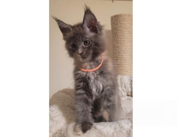 Maine Coon