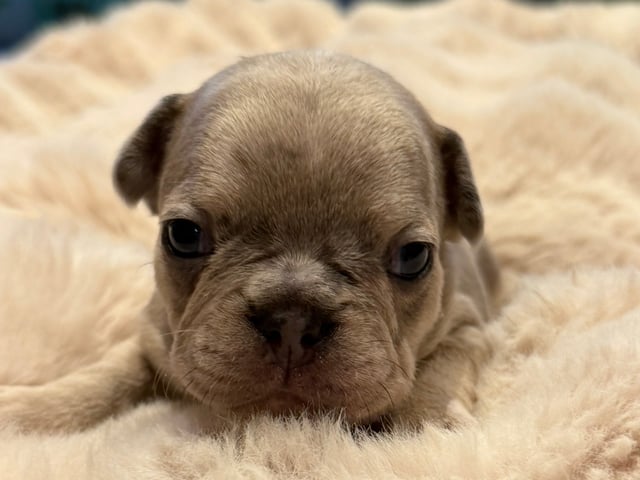 Fransk bulldog