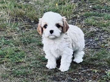 Cavalier king Charles spaniel/maltes · Kristinehamn · Anneli G.