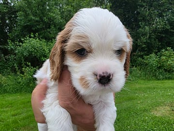 Amerikansk cockerspaniel Kavaljer King Charles Spaniel · Lövstabruk · Irene M.
