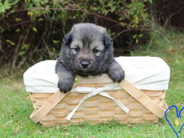 Finnish Lapphund · Skiptvet · Dompel Dimpel