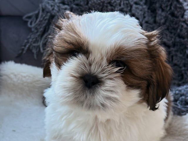 Shih Tzu