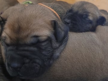 Boergarden boerboels