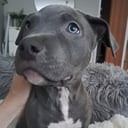 American Bully