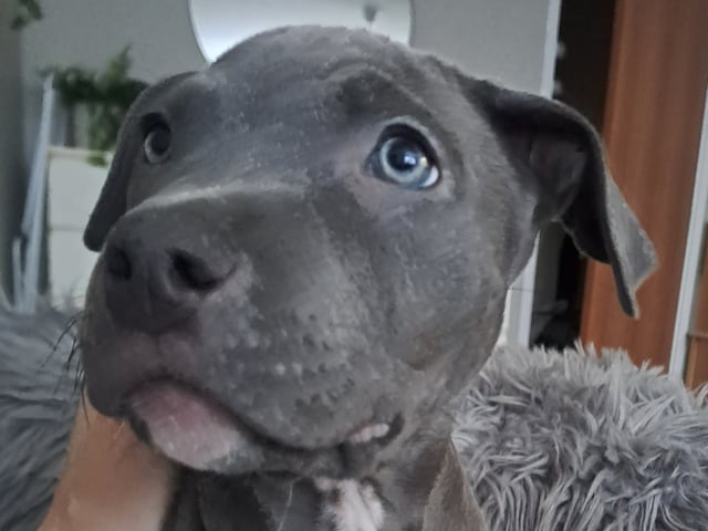 American bully